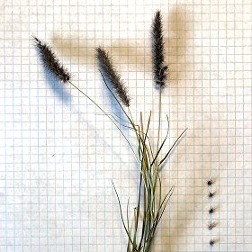 Cenchrus ciliaris Panicle