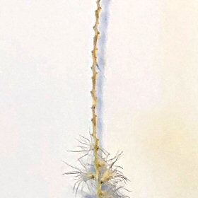 Buffelgrass Zigzag Rachis