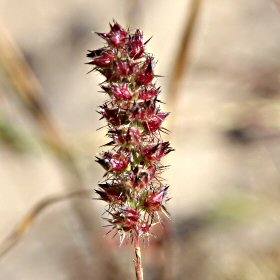 Mat Sandbur Seedhead