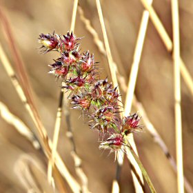Mat Sandbur Seedhead