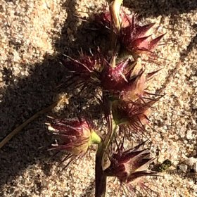 Coastal Sandbur