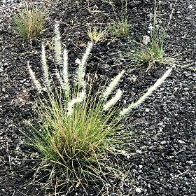 Field View of Fountaingrass
