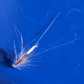 Fountaingrass Spikelets