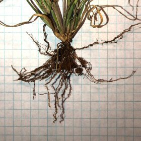 Feather Fingergrass Roots