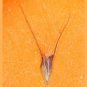 Micro View of a Spikelet