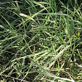 Leaves of Bermudagrass