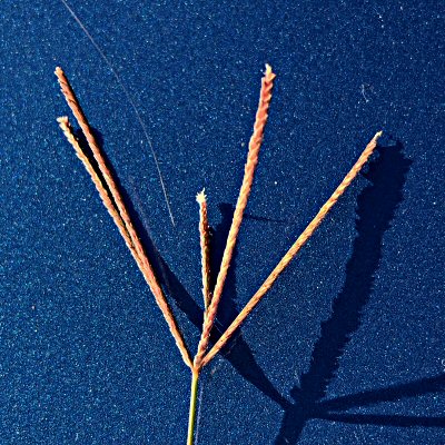 Closer view of a Seedhead