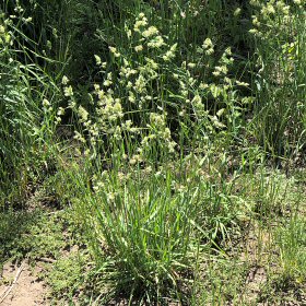 Field view of Dactylis glomerata or Orchardgrass