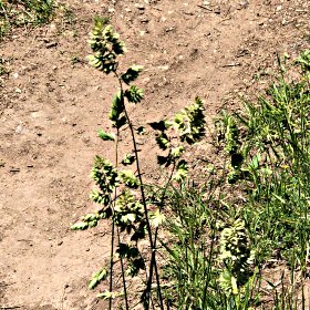Orchardgrass along the Trail