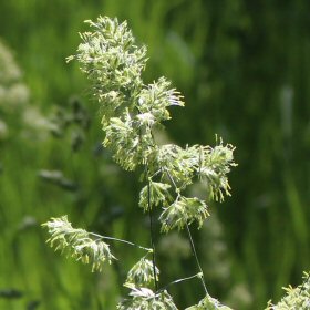 Close-up of Orchardgrass Clumped Spikelets