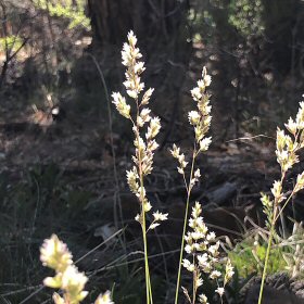 Orchardgrass When Dry