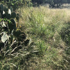 Field view of Digitaria californica or Arizona Cottontop