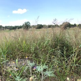 Field View of Dinebra panicea or Red Sprangletop
