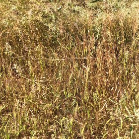 Another Field View of Red Sprangletop