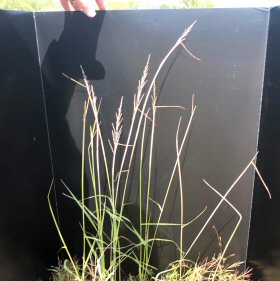 Spindly Plants of <em>Dinebra panicea</em>