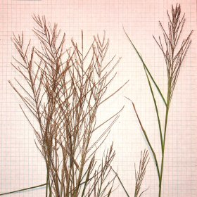 Narrow, Stiff, Evenly -spaced Branches