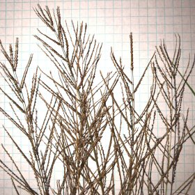 Closer View of the Seedheads