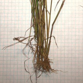 Roots of Red Sprangletop