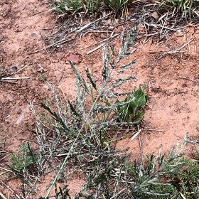 Green Sprangletop Contrasting with Red Dirt.