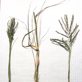 Widely Separated Branches