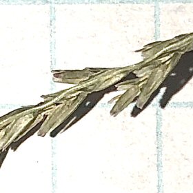 Square Tipped Lemmas of Green Sprangletop