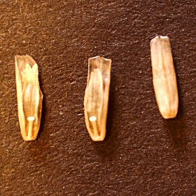 Closer View of the Lemmas