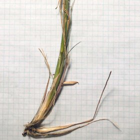 Green Sprangletop Roots