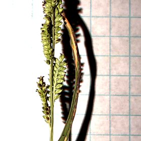 Close View Including the Rachis