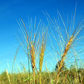 Field view of Elymus elymoides or Squirreltail