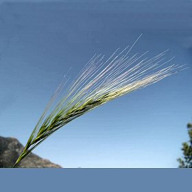 Close View of a Spike