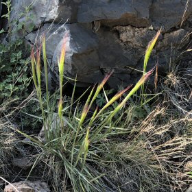Young Squirreltail inflorescences are red tipped