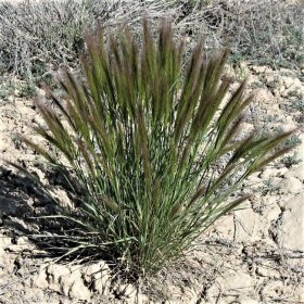 Squirreltail Fans Out