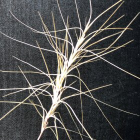 Closer View of Dry Squirreltail