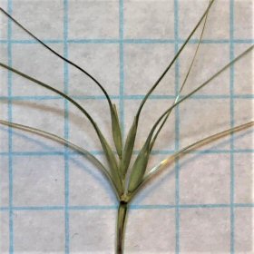 Spikelets: Glumes and Florets