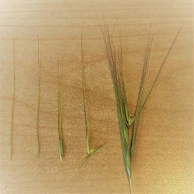 Separated Florets with Awns