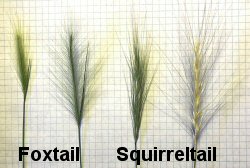 Whispy Seedhead of Foxtail Barley