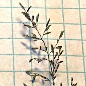 Sparce Spikelets of Most Lovegrasses