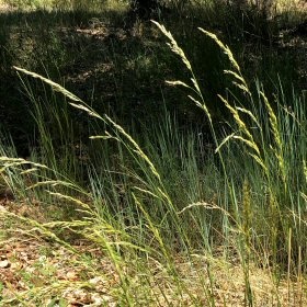 Closer View of Panicles