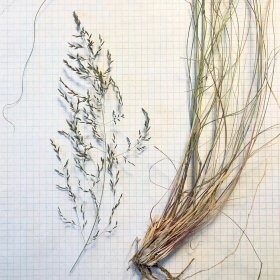 Seedhead and Basal Leaves