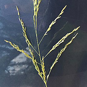 Mexican Lovegrass Spikelets