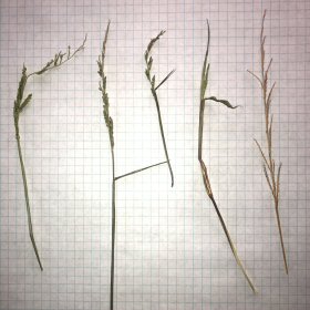 Overview of Eriochloa contracta or Prairie Cupgrass