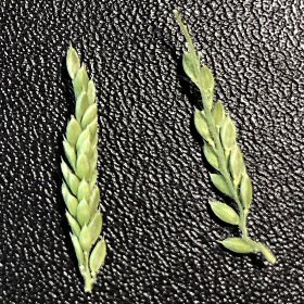 Close View Including the Rachis