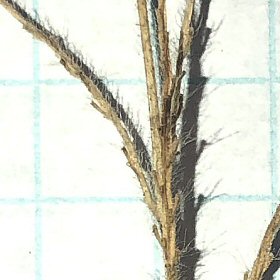 Close View of Bare Twig