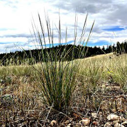 A wild bunch of Needle and Thread