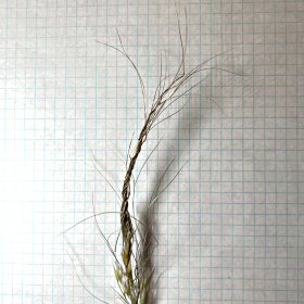 Needle and Thread Panicle