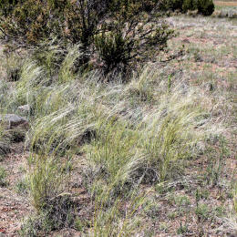Needle and Thread in the Wind