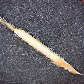 Close View of the Hairy Lemma