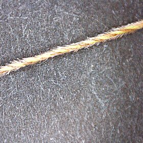 Section of the Hairy Awn