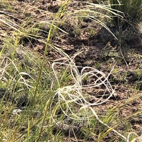 Hesperostipa neomexicana Extreme Awns