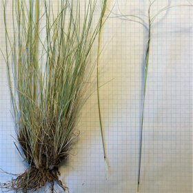 Close view of Needlegrass Roots